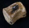 Hadrosaur Vertebra - Two Medicine Formation #16248-3